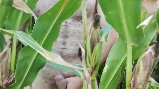 Big cock solo masturbation: boy masturbating in corn